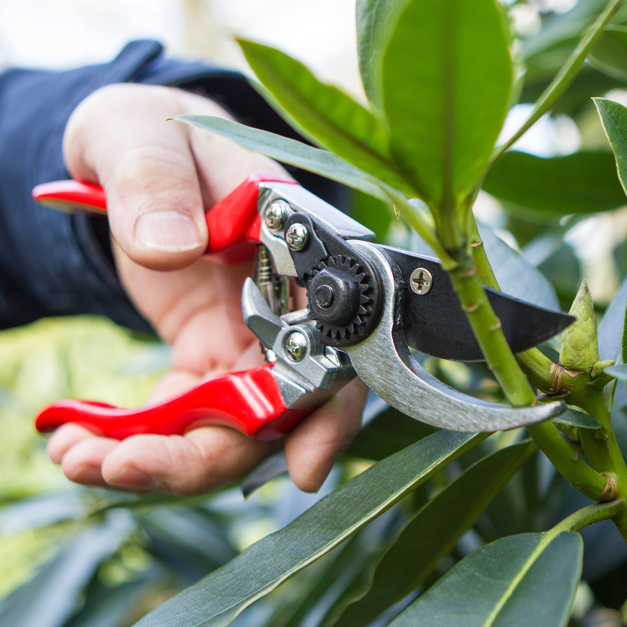 Darlac-Professional-Linkshaender-Gartenschere-DP631-anwendung-lafueliki