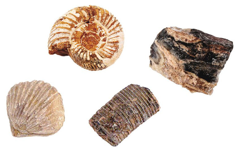 fossilien aufbewahrung Moses Ausgrabungsset für Kinder · 4 echte Fossilien · kaufen – LAFÜLIKI