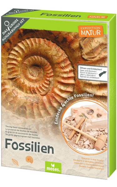 Moses Ausgrabungsset für Kinder · 4 echte versteinerte · Fossilien